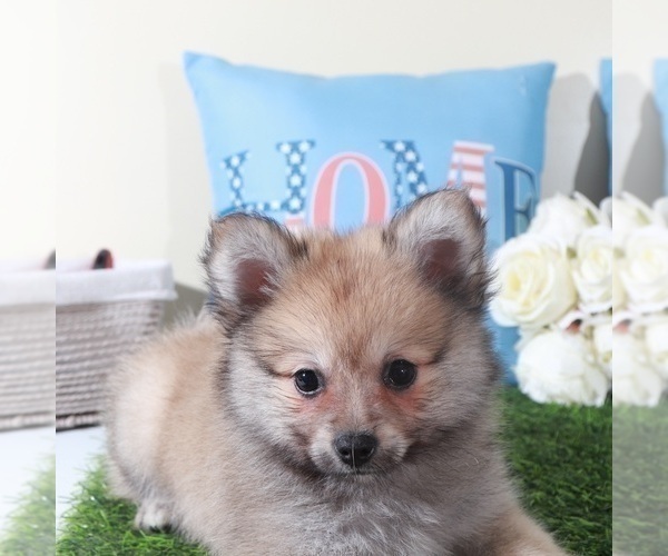 Medium Photo #5 Pomeranian Puppy For Sale in MOUNT VERNON, OH, USA