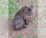 Puppy Puppy 5 Cane Corso