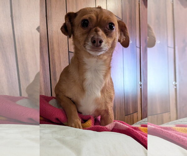 Medium Photo #1 Chihuahua-Unknown Mix Puppy For Sale in Aurora, CO, USA