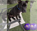 Small #11 American Pit Bull Terrier Mix