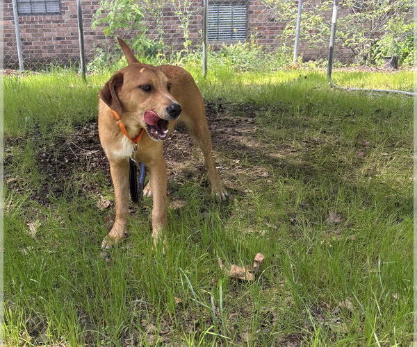 Medium Photo #2 Mutt Puppy For Sale in Boston, MA, USA