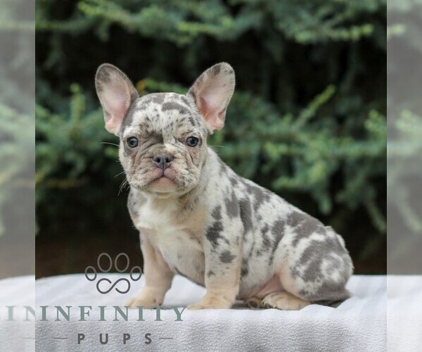 Medium Photo #3 French Bulldog Puppy For Sale in EAST EARL, PA, USA