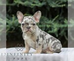Small #2 French Bulldog