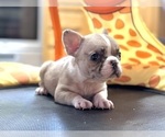 Small #8 French Bulldog