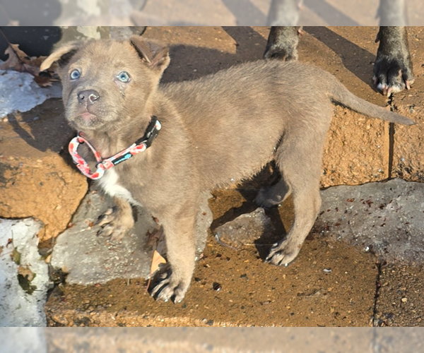 Medium Photo #4 Siberian Husky-Unknown Mix Puppy For Sale in Brooklyn Center, MN, USA
