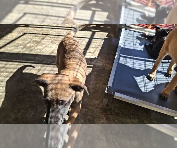 Medium Photo #28 German Shepherd Dog-Unknown Mix Puppy For Sale in Sebec, ME, USA