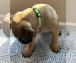Small #10 Cane Corso
