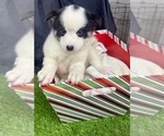 Small Photo #48 Pomsky-Shiba Inu Mix Puppy For Sale in NASHUA, NH, USA