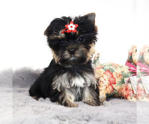 Yorkshire Terrier Puppy for sale in LOS ANGELES, CA, USA