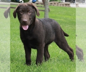 Labrador Retriever Puppy for sale in FREDERICKSBURG, OH, USA