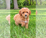 Small #1 Poodle (Miniature)