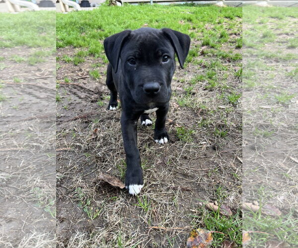 Medium Photo #8 Labrador Retriever-Unknown Mix Puppy For Sale in Cary, NC, USA
