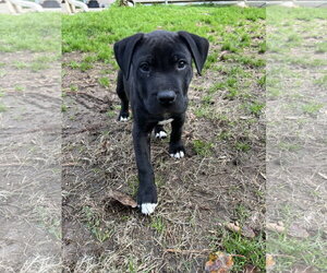 Linus - Male Labrador Retriever-Unknown Mix Dog for Adoption - Photo #8