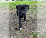 Small #7 Labrador Retriever Mix