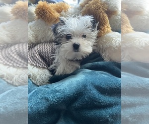 Morkie Puppy for sale in NEW ALBANY, IN, USA