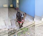 Small Photo #7 Mutt Puppy For Sale in Elmsford, NY, USA