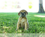 Small Photo #7 English Bulldog-Mastiff Mix Puppy For Sale in WARSAW, IN, USA