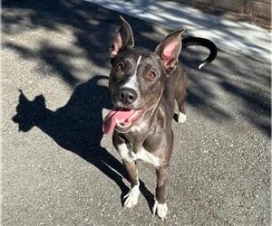 Mutt Dogs for adoption in Big Bear City, CA, USA