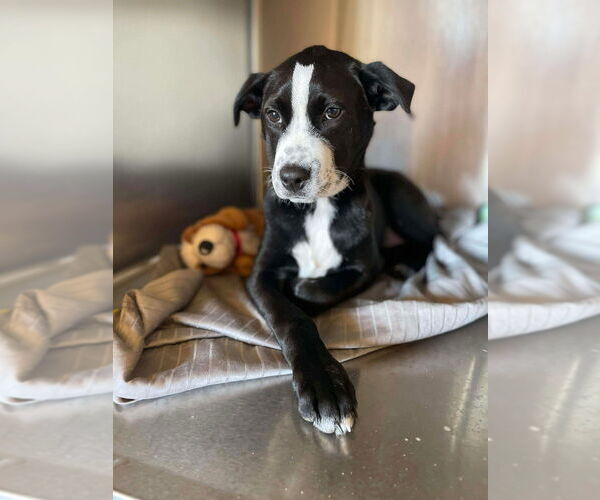 Medium Photo #4 Boxer Puppy For Sale in Foristell, MO, USA