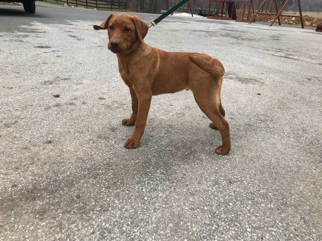 Medium Photo #11 Labrador Retriever Puppy For Sale in BUCK, PA, USA