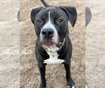 Small #6 American Pit Bull Terrier