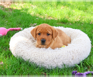 Labrador Retriever Puppy for sale in SYRACUSE, IN, USA