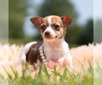 Small #2 Chihuahua