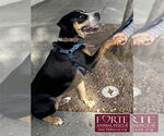 Small #1 Greater Swiss Mountain Dog