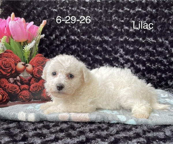 Medium Photo #2 Bichon Frise Puppy For Sale in MOUNT PLEASANT, MI, USA