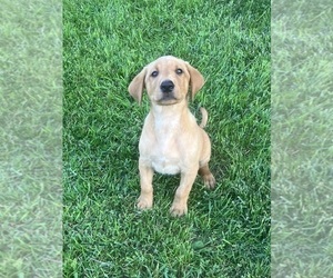 Labrador Retriever Puppy for sale in SACRED HEART, MN, USA