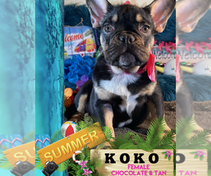 French Bulldog Puppy for sale in HEATHROW, FL, USA