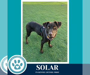 Labrador Retriever-Unknown Mix Dogs for adoption in Kimberton, PA, USA