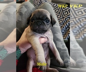 Pug Puppy for sale in WISCONSIN RAPIDS, WI, USA