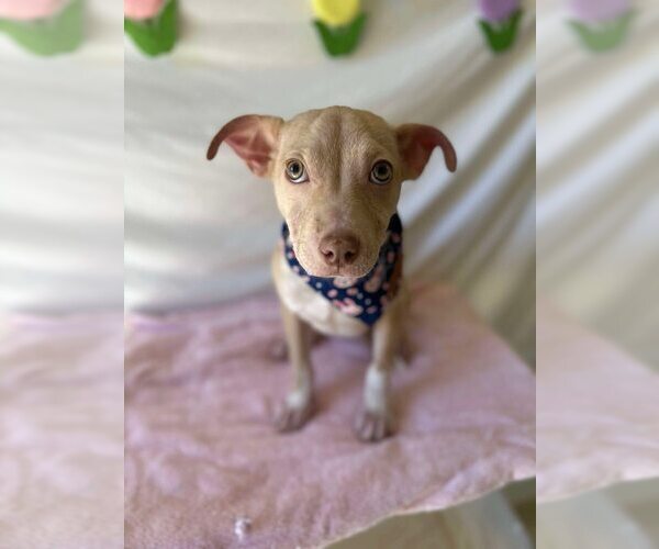 Medium Photo #6 Mutt Puppy For Sale in New York, NY, USA