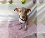 Small #5 Mutt