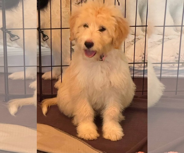 Medium Photo #1 Pyredoodle Puppy For Sale in Croydon, NH, USA