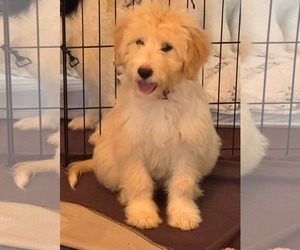 Pyredoodle Dogs for adoption in Croydon, NH, USA