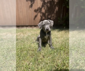 American Bully Puppy for sale in PLANO, TX, USA