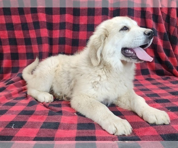 Medium Photo #1 Anatolian Shepherd Puppy For Sale in CUMBY, TX, USA