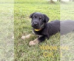 Small Photo #7 German Shepherd Dog Puppy For Sale in SENECA, SC, USA