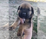 Small Photo #18 Cane Corso Puppy For Sale in HEREFORD, AZ, USA