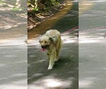 Small Great Pyrenees Mix