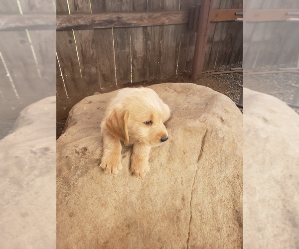 Medium Photo #31 Labradoodle Puppy For Sale in WASHOUGAL, WA, USA