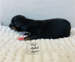 Small Photo #5 Miniature Australian Shepherd Puppy For Sale in MARYSVILLE, IN, USA