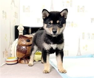 Shiba Inu Puppy for sale in LOS ANGELES, CA, USA