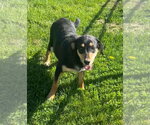 Small Photo #2 German Shepherd Dog-Plott Hound Mix Puppy For Sale in Aurora, IN, USA