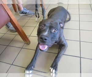 American Staffordshire Terrier Dogs for adoption in Ocala, FL, USA