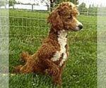 Small Photo #1 Cavapoo (Miniature) Puppy For Sale in GORDONVILLE, PA, USA