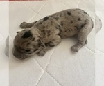 Small Photo #1 ShihPoo Puppy For Sale in CLARE, MI, USA