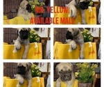 Small Photo #1 Mastiff Puppy For Sale in BRUCETON MILLS, WV, USA